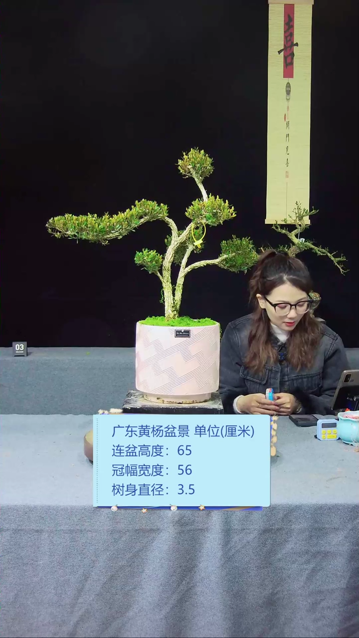 【闪购商品】黄杨盆景黄杨盆景