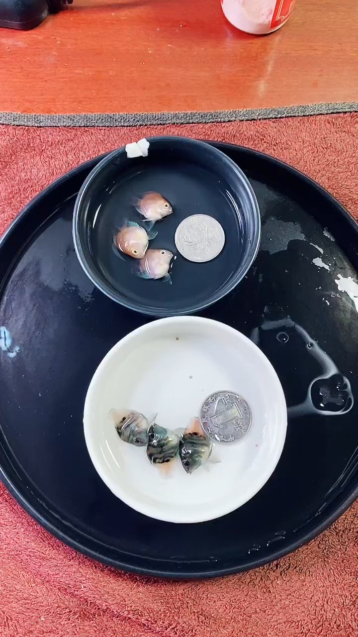 鹦鹉鱼5454555555