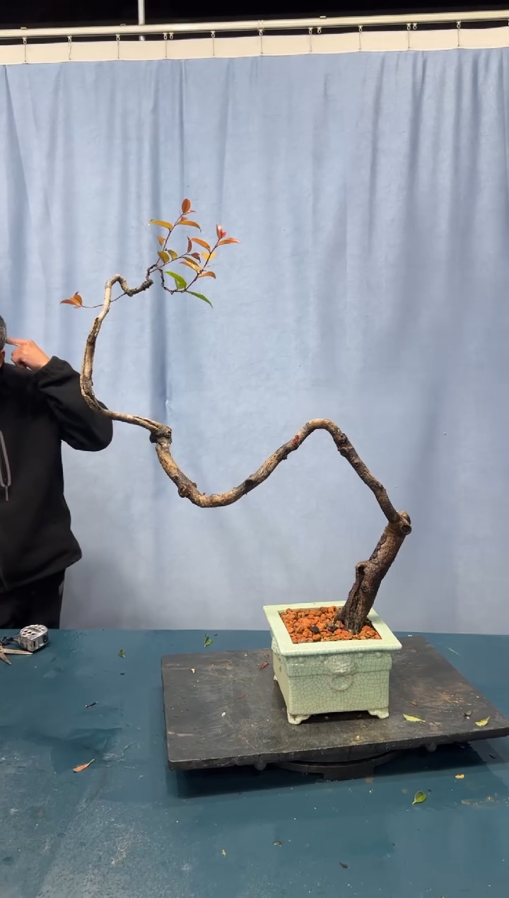 【闪购商品】盆景红牛