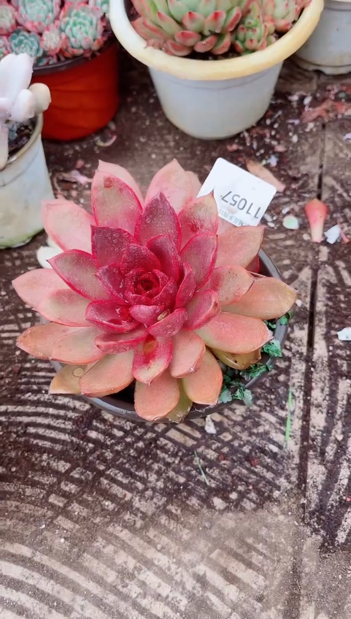 惊*跃跃精品多肉11057