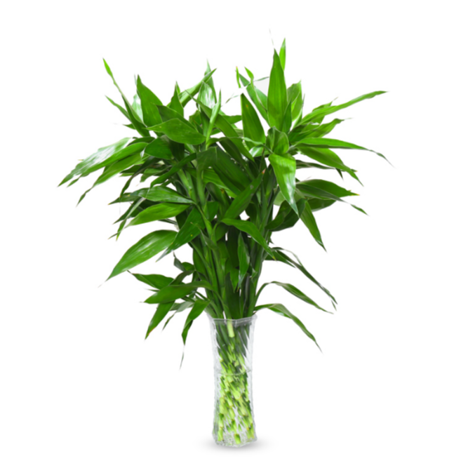 富贵竹 米库之门--md