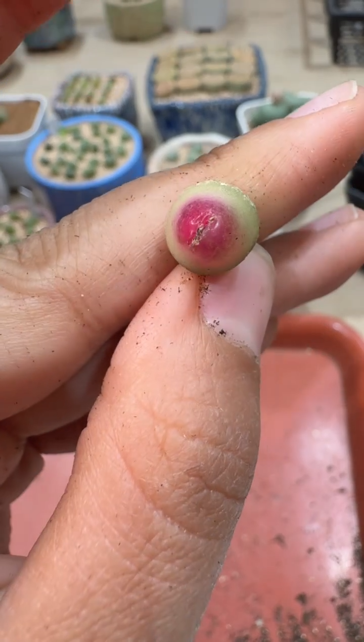 多肉植物肉锥23-76