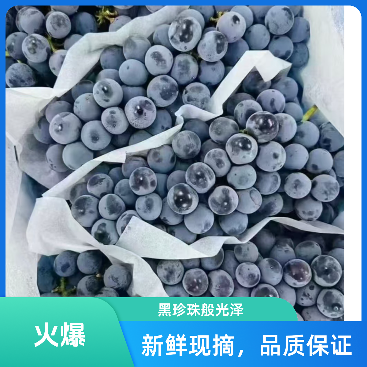 【明日到】新疆吐鲁番无籽蓝莓葡萄 新鲜采摘现货直发新疆维吾尔自治区