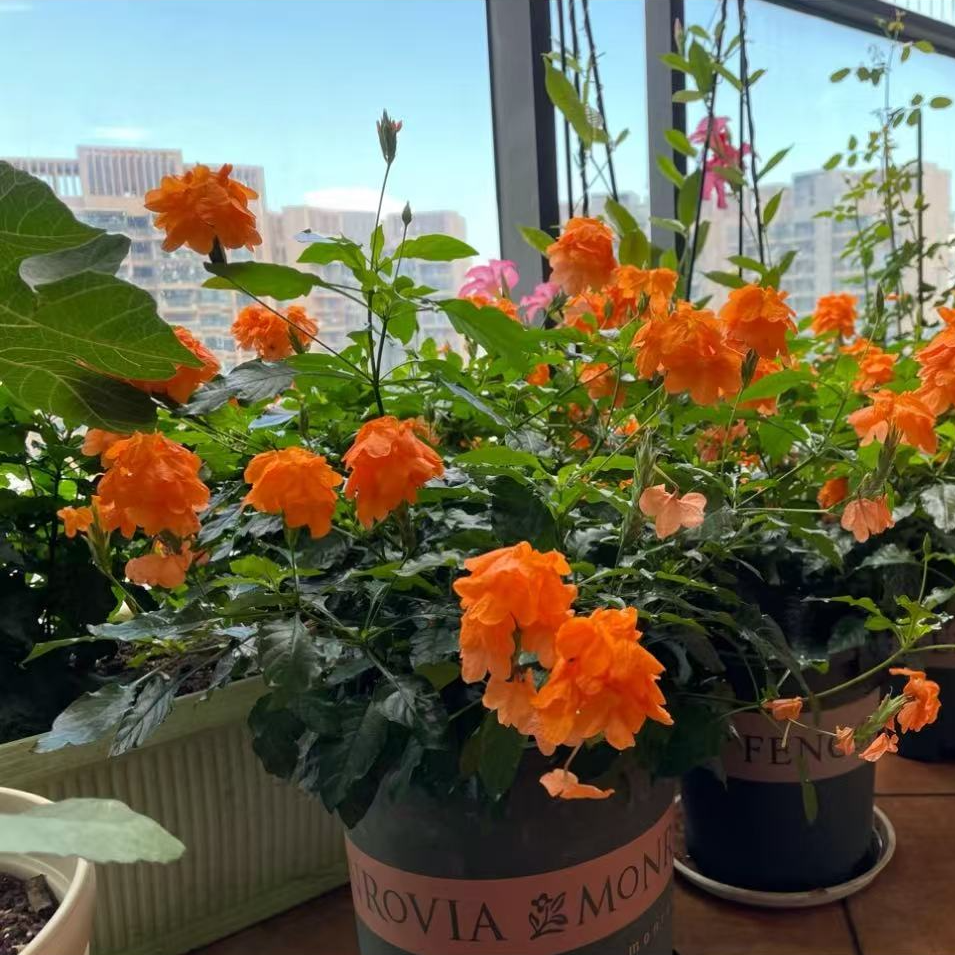 鸟尾花盆栽耐热耐阴花期长适合庭院阳台的开花植物