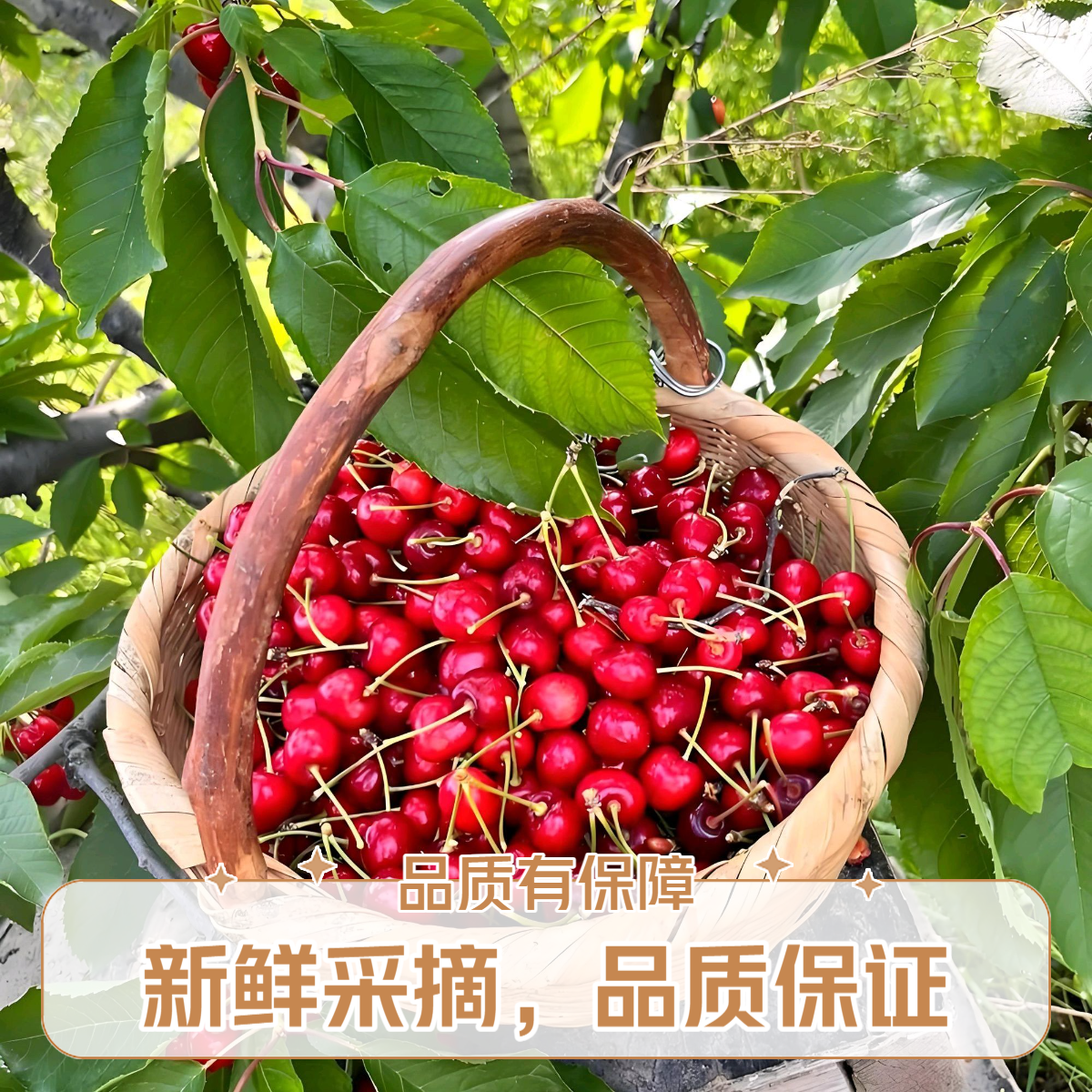 大连金鼎红樱桃5斤2J大果顺丰包邮金鼎红