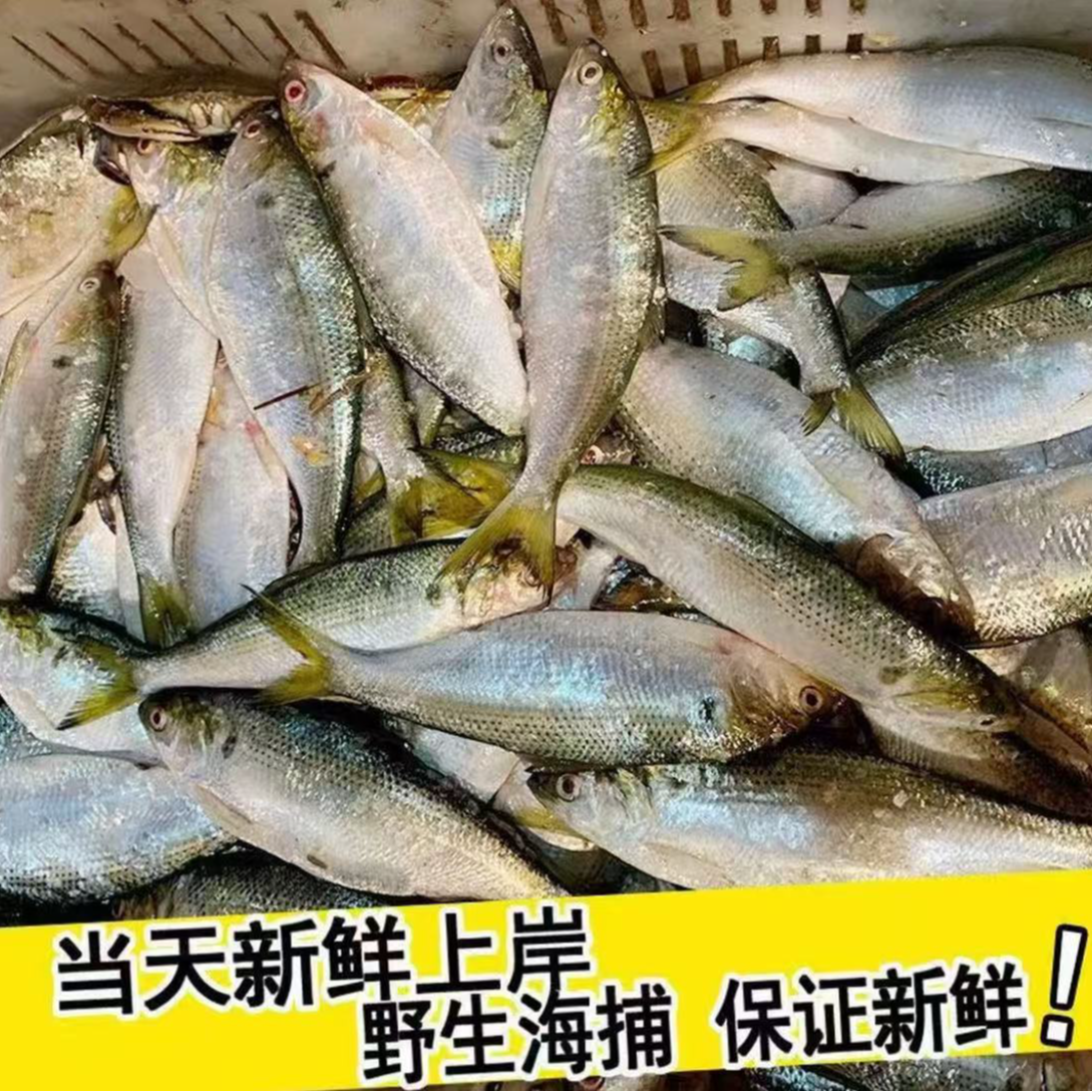 湛江海捕黄鱼/鲥鱼 一斤8-10条左右 抽真空速冻发货