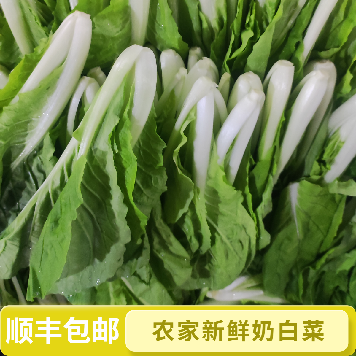 顺丰包邮-农家种植新鲜奶白菜清甜可口适合宝宝辅食的农家蔬菜