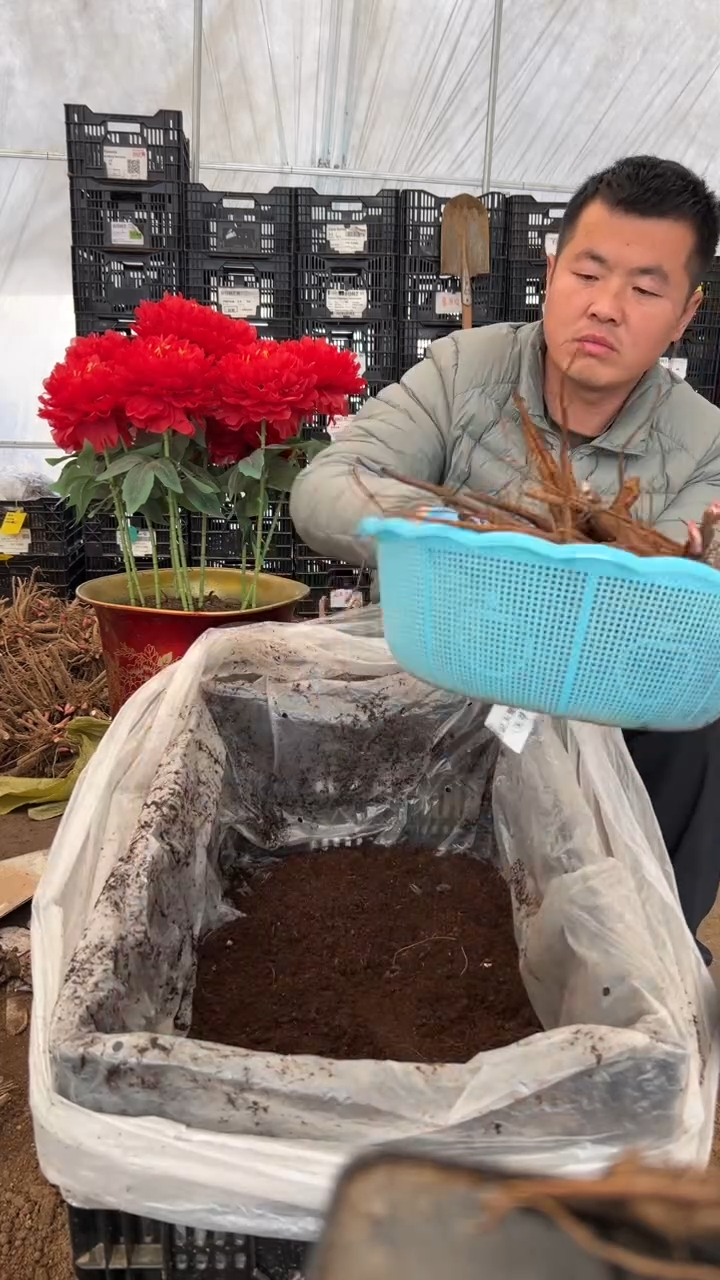 当前无花栽培后可以开花清**溪御前表演