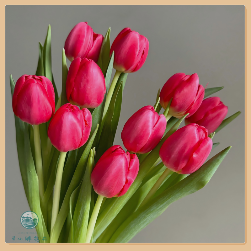 【甘肃自产】方德A级-朱雀郁金香10枝装季节限定养护简易顺丰包邮