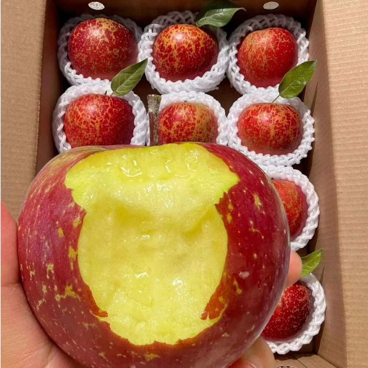 【10斤装】正宗云南昭通当季脆甜冰糖心苹果现摘现发新鲜爆汁水果