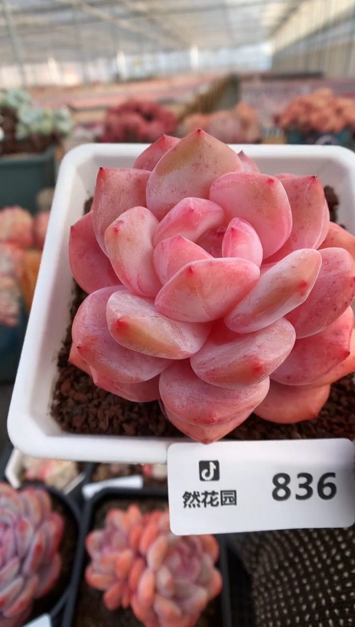 【闪购商品】836橘子梦露一物一拍