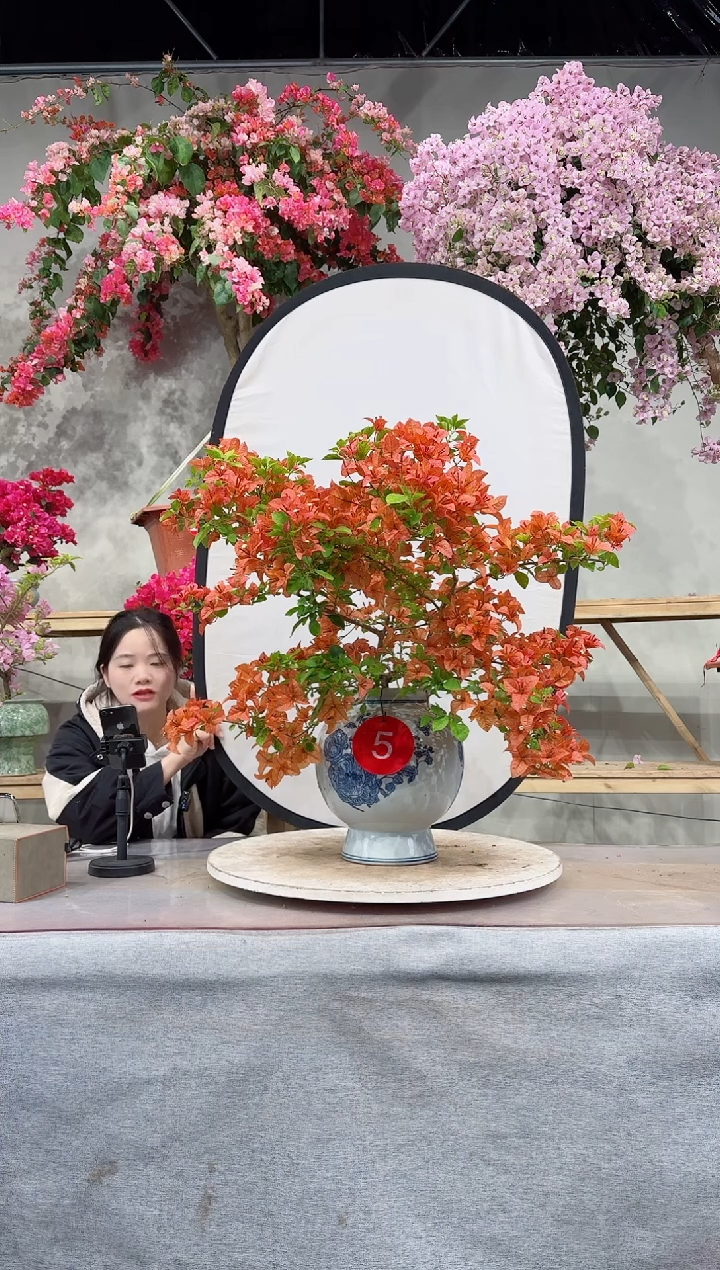 【闪购商品】佩德罗三角梅