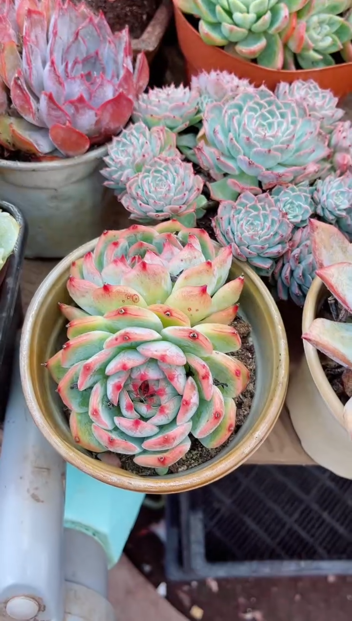 ?****梨21057多肉植物一物一拍