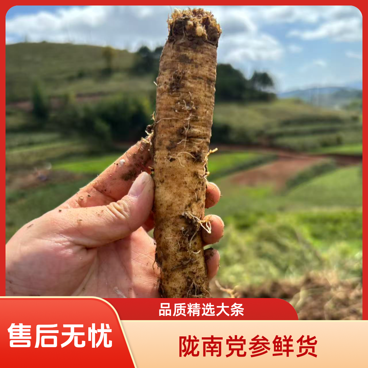 甘肃陇南多年生纹党参鲜货精选大条党参产地直销