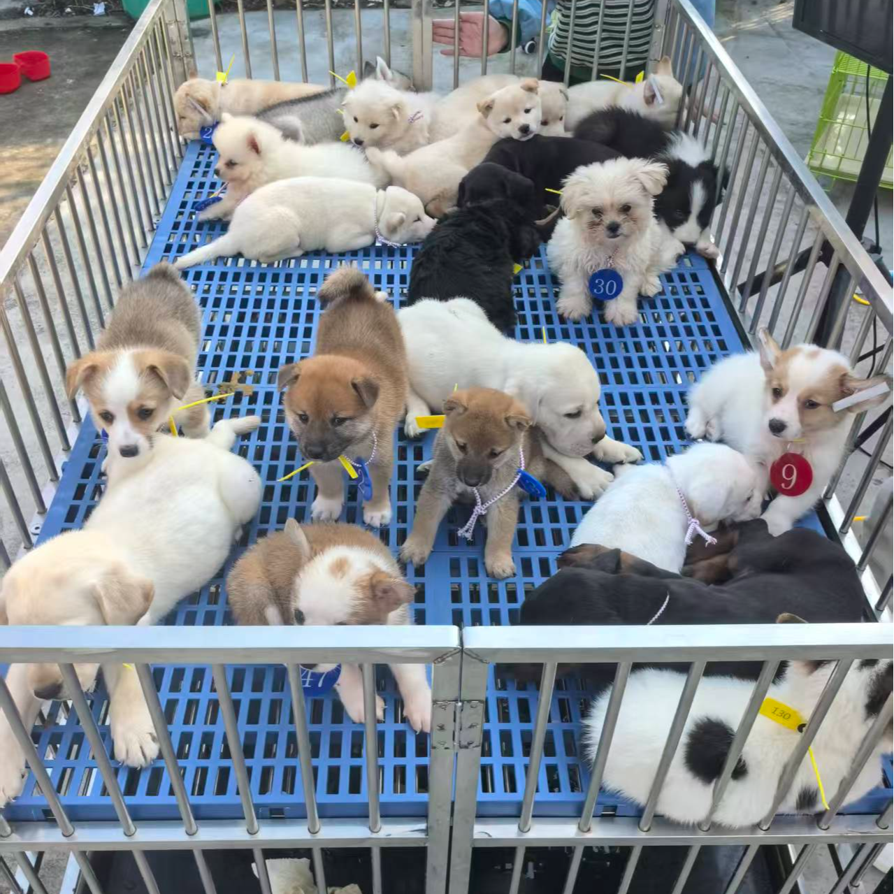 活体纯种精品狗狗顺丰包邮