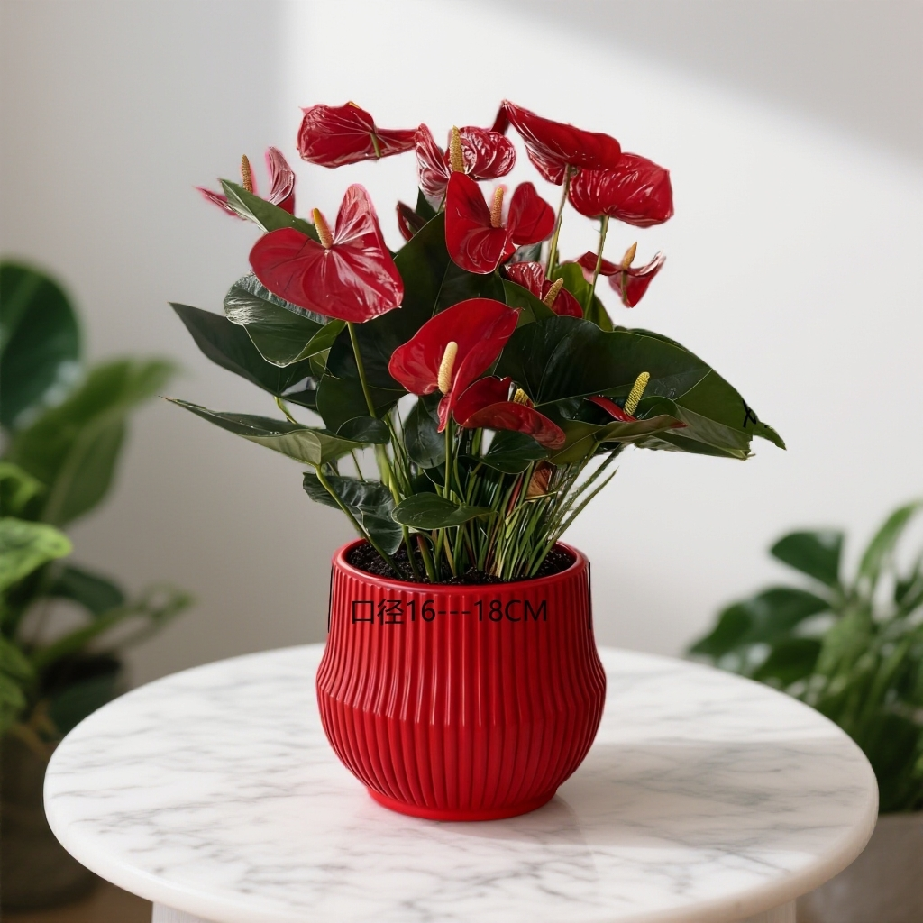 【保10到15朵花】红掌花卉盆栽室内四季开花绿植