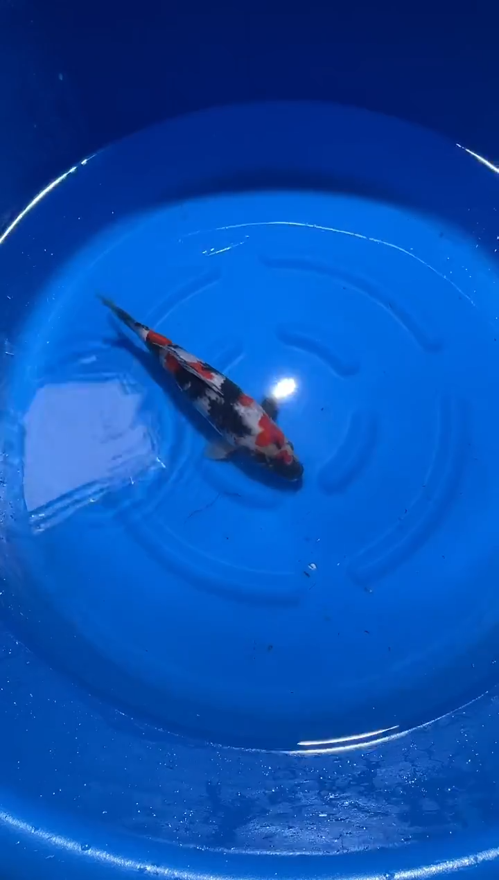 锦鲤大日昭和锦鲤