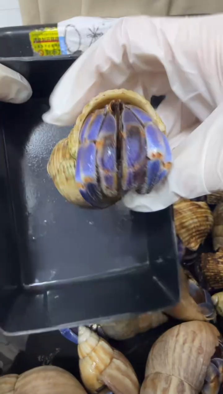 紫陆寄居蟹蓝色竞拍