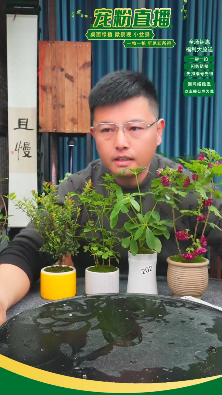无花朵方**铁苔藓微景观202号