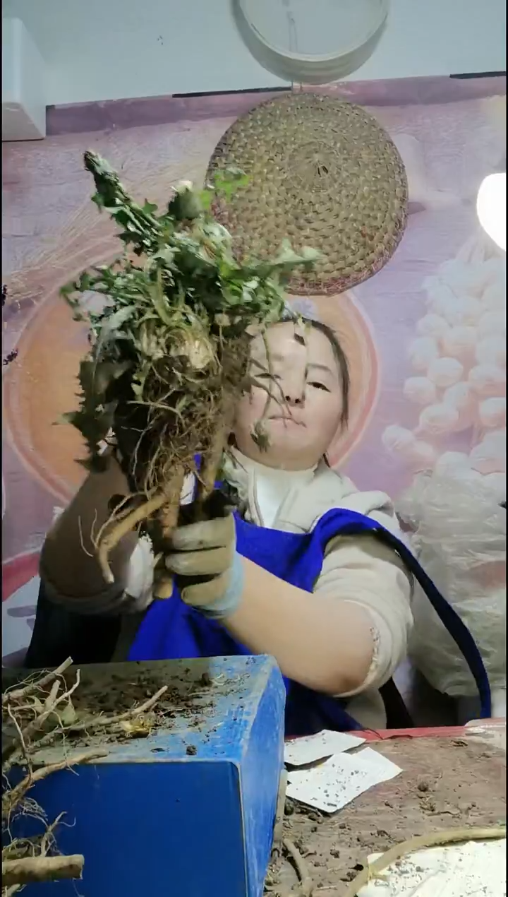 少量花朵（建议范围：2朵-5朵 或40%以下）婼***主蒲公英