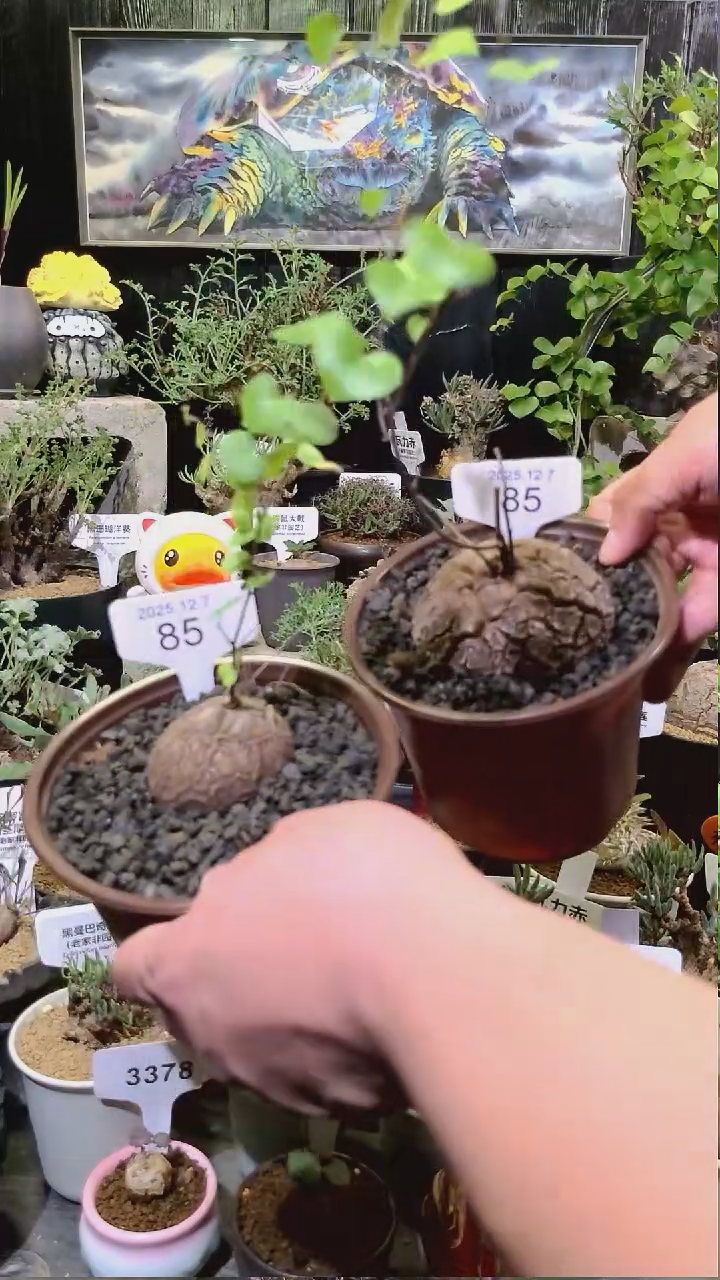 85号1208福利南非龟甲龙买一送一