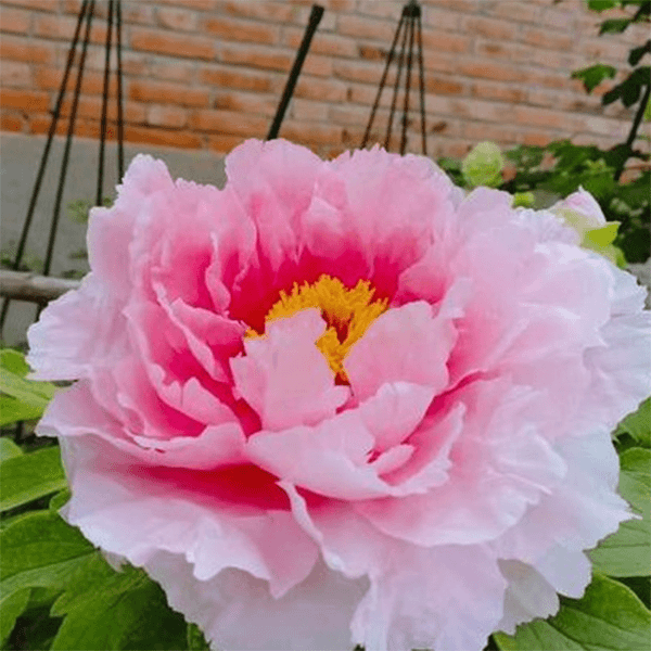 【花兢】正宗洛阳重瓣牡丹花苗北方耐寒盆栽地栽室内庭院花卉牡丹苗