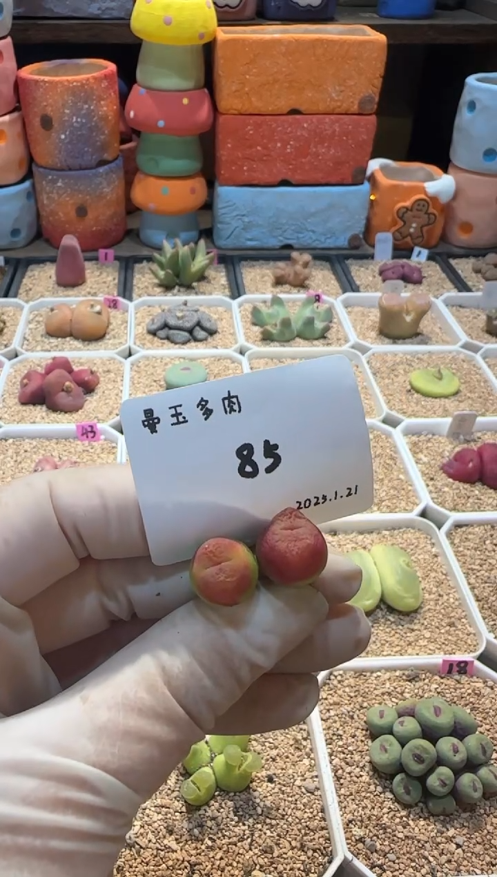 【闪购商品】25.1.21-85阿昭