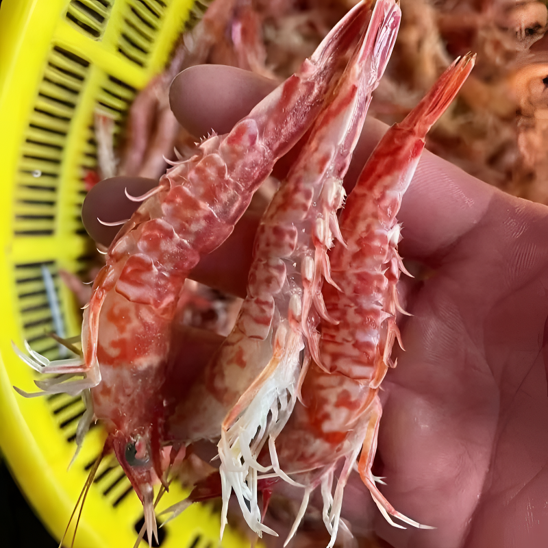 樱花虾（250g/盒）福建东山岛海洋大虾天然海捕海虾