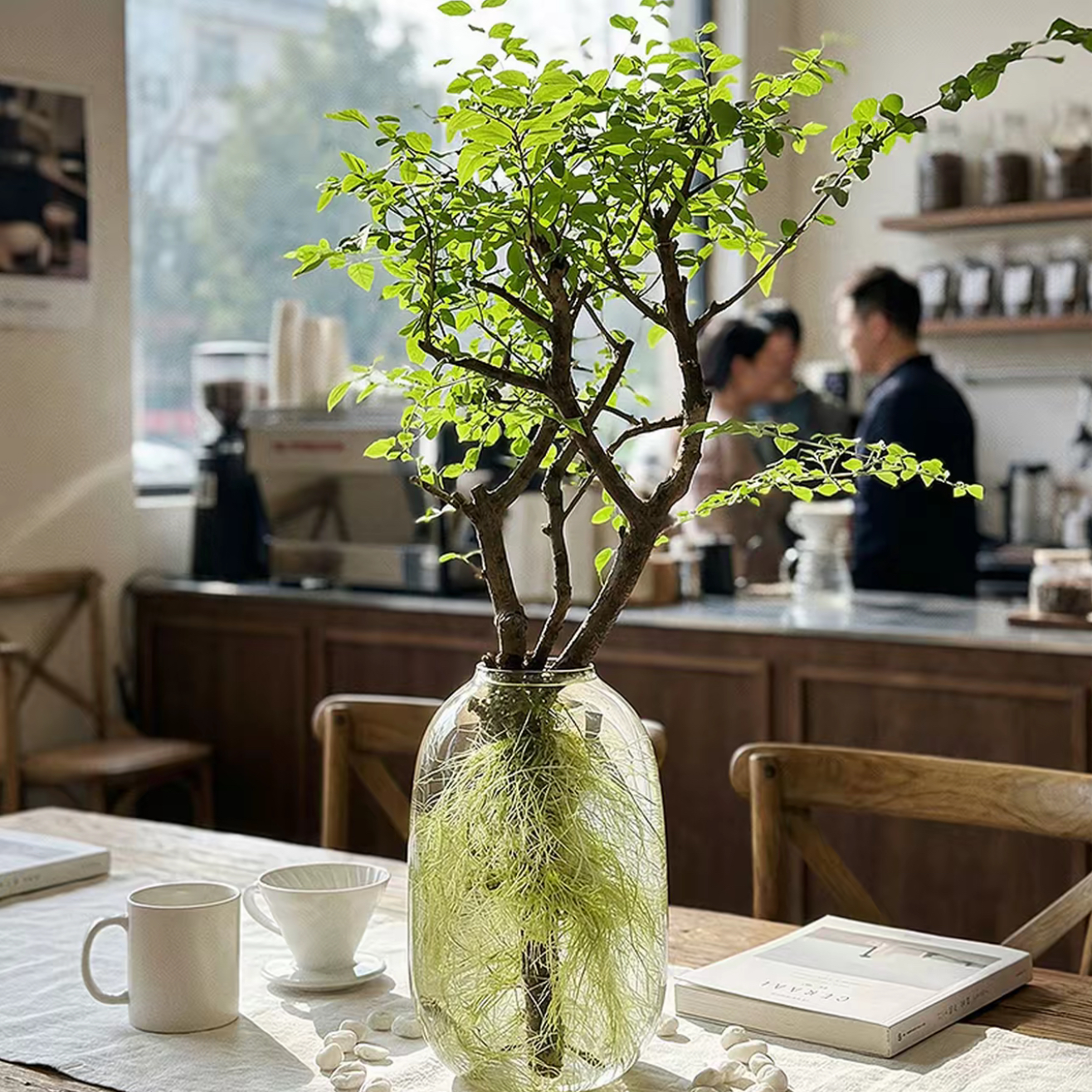 （一物一拍）小叶女贞水培老桩造型树四季常青观叶观茎植物花卉绿植