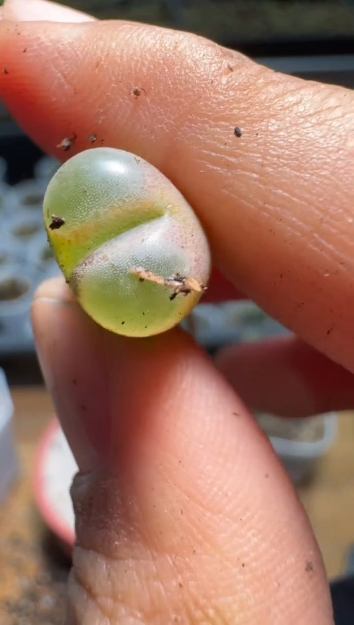 【闪购商品】不退1.14-470