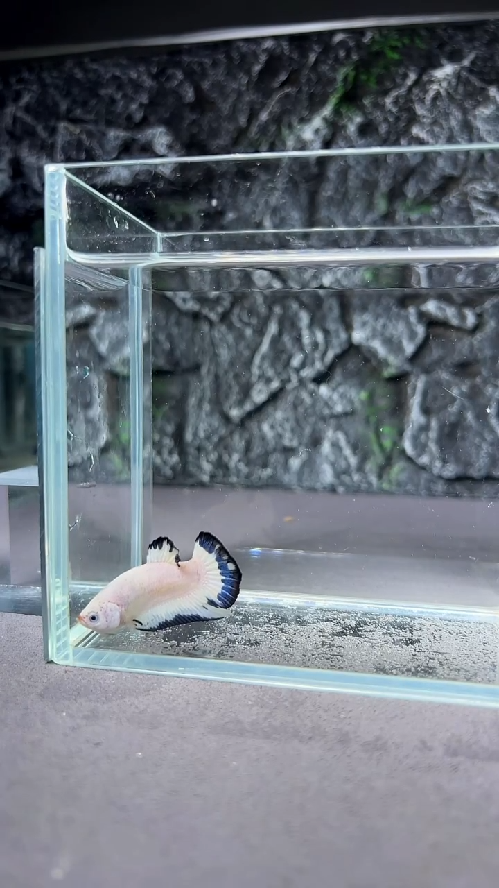 斗鱼竞拍链接A062