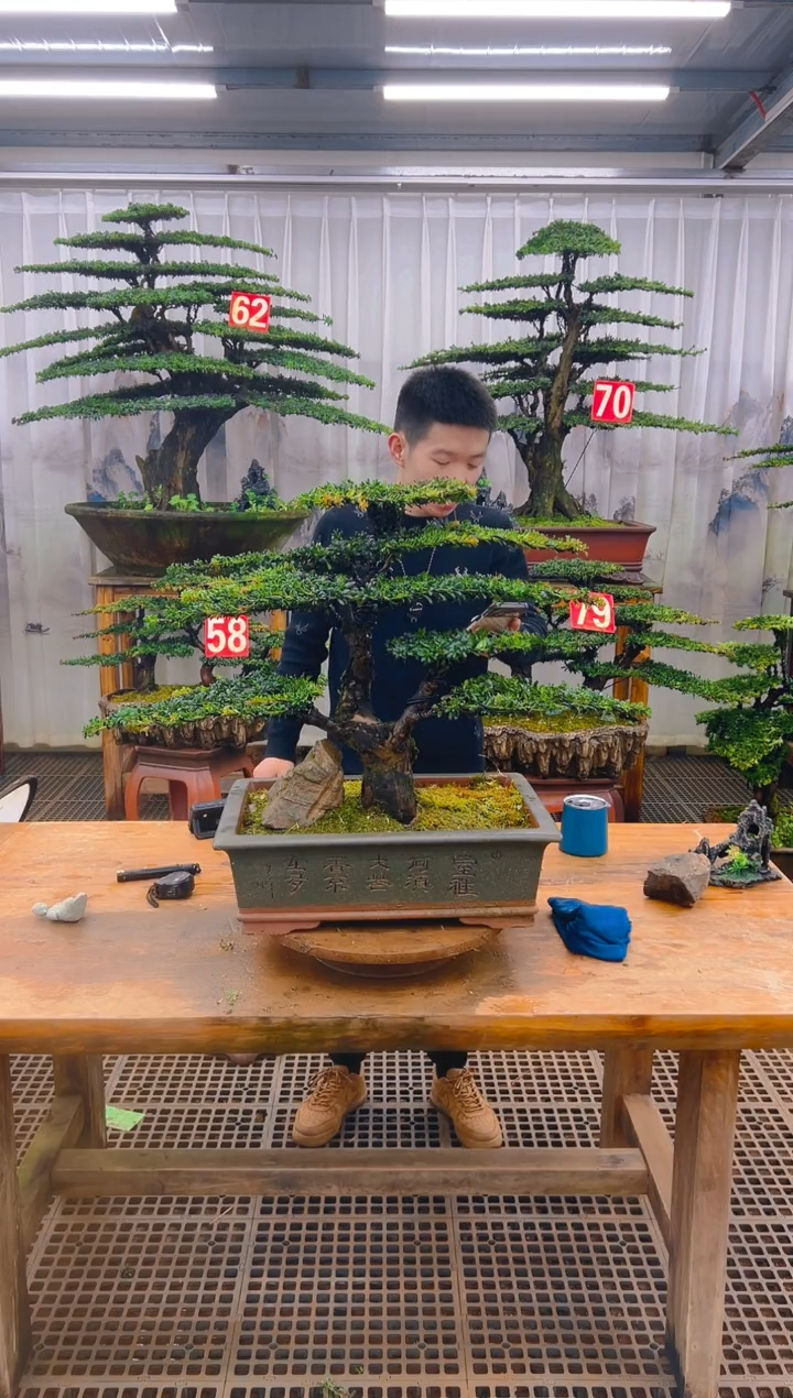 无花朵精品盆景直播间一物一拍
