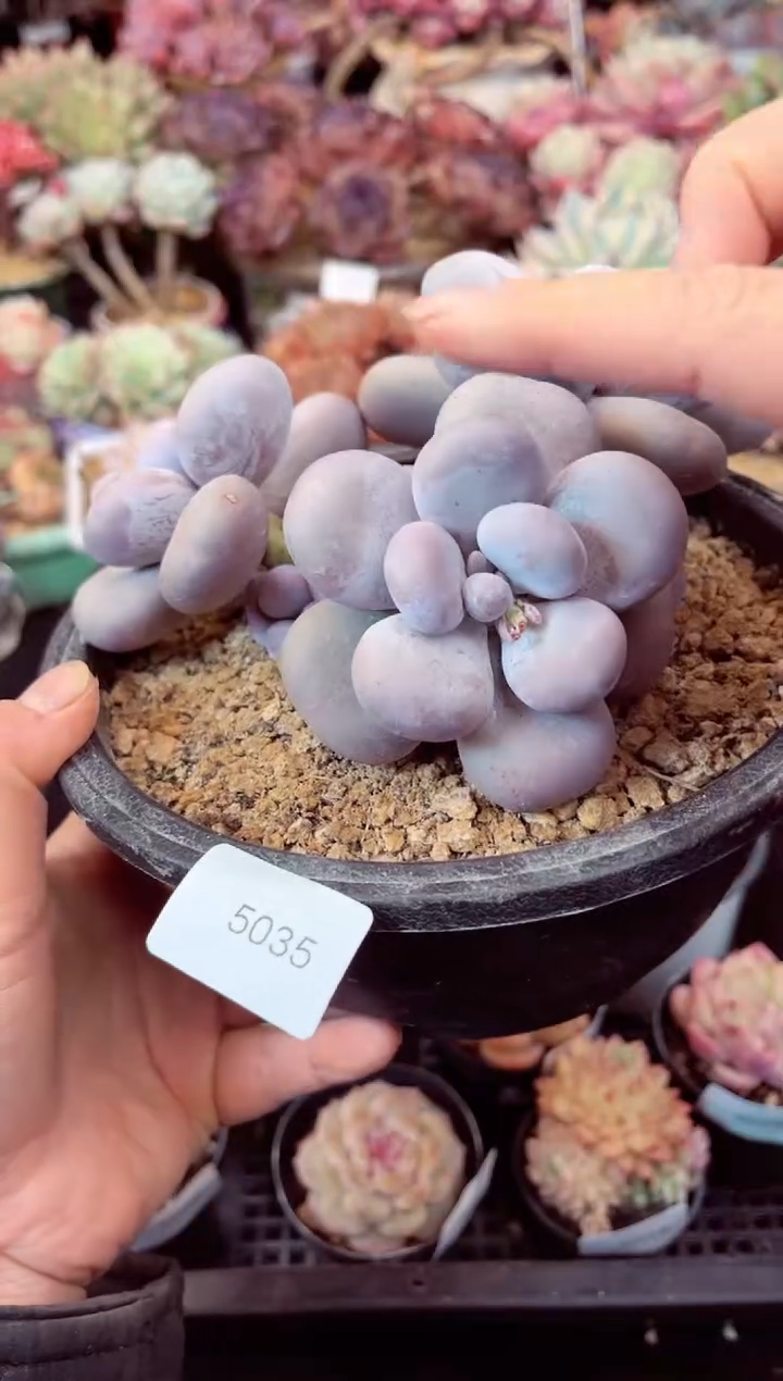 【闪购商品】5035群生原始奶酪多肉