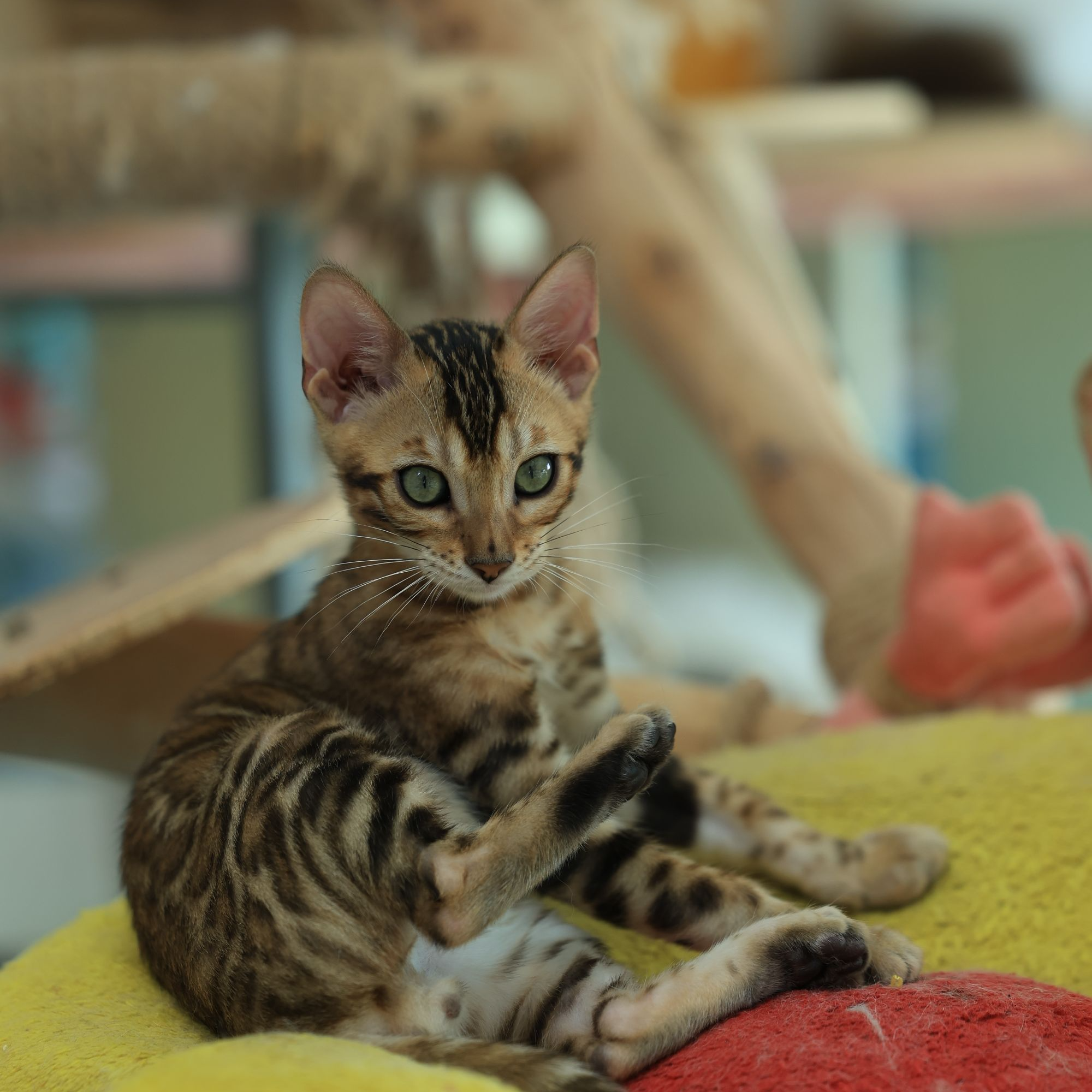 纯种空心大玫瑰花纹豹猫温顺友好可爱宠物猫咪