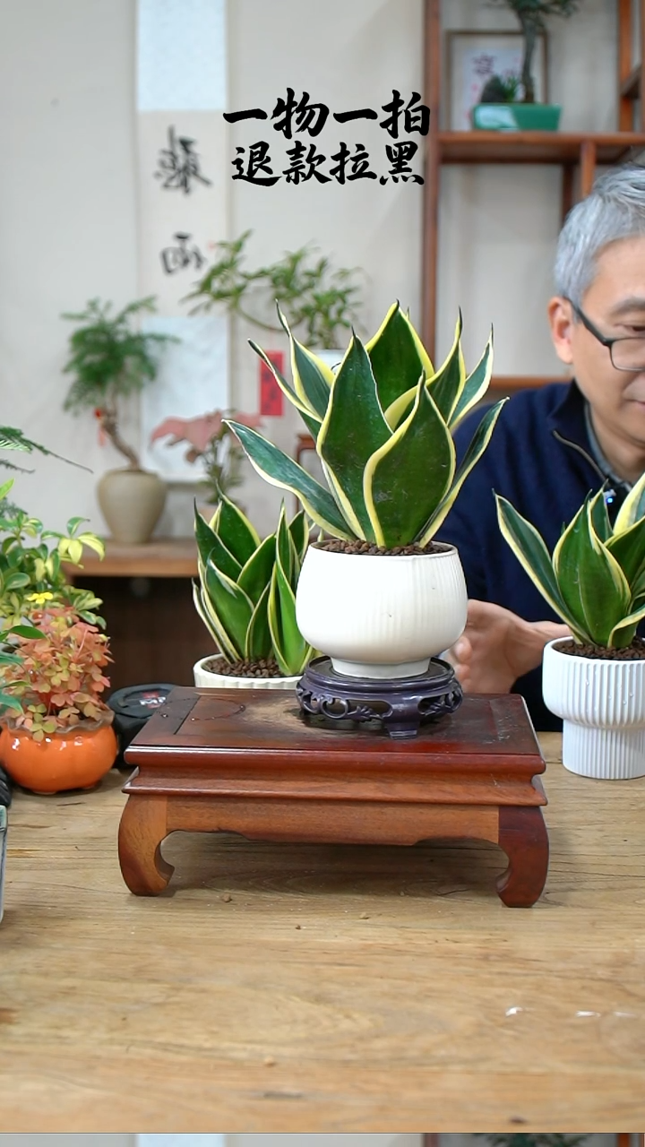 完全开放娜**?虎皮兰264