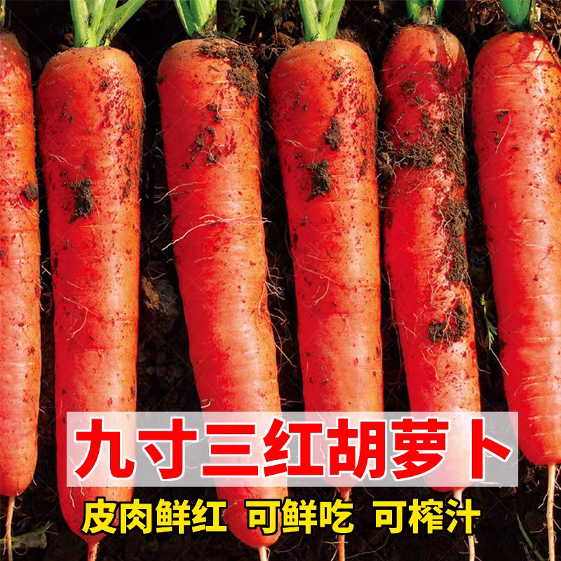 四季种植九寸三红胡萝卜菜种子种子