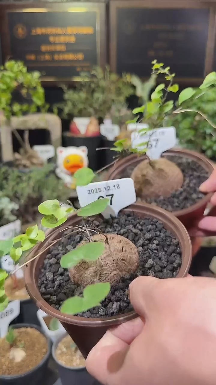 67号1218福利南非龟甲龙买1送1