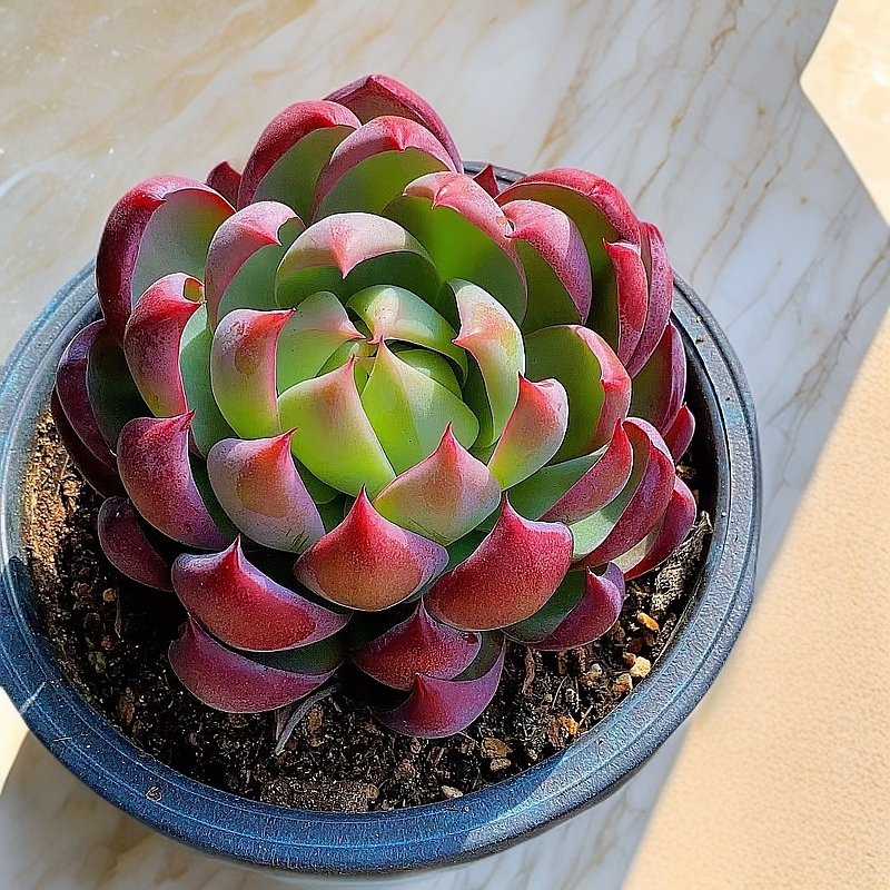 惊鸿仙子 破10万粉丝福利价 脱土发 多肉植物【满15包邮】新手好养