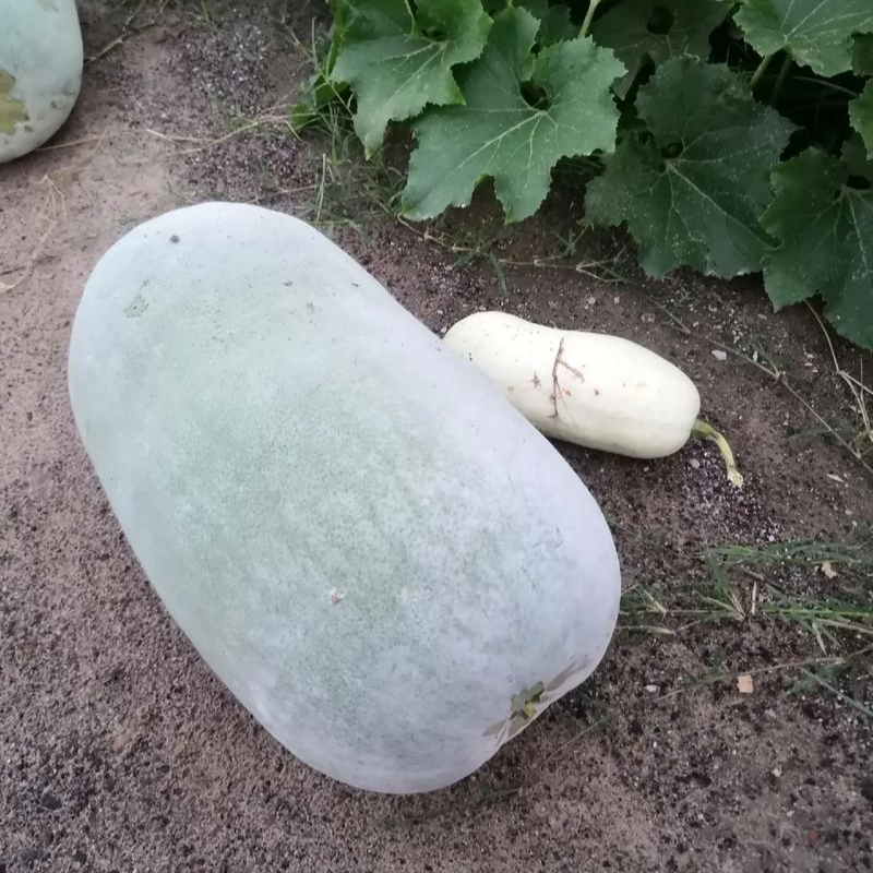 （书记助农） 冬瓜