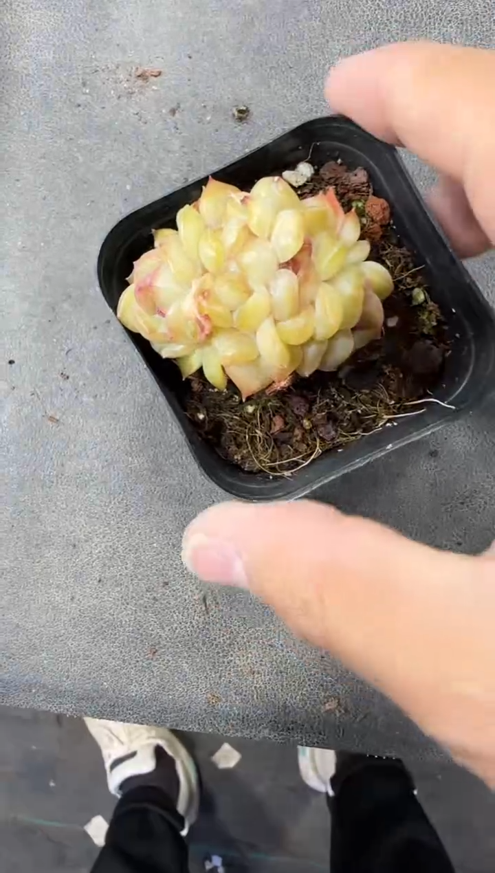 【闪购商品】一物一拍0304—8