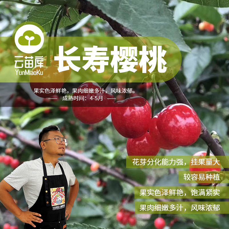 长寿樱桃苗【苗情一般清地福利】风味浓郁简单挂果性能特好糖度超20