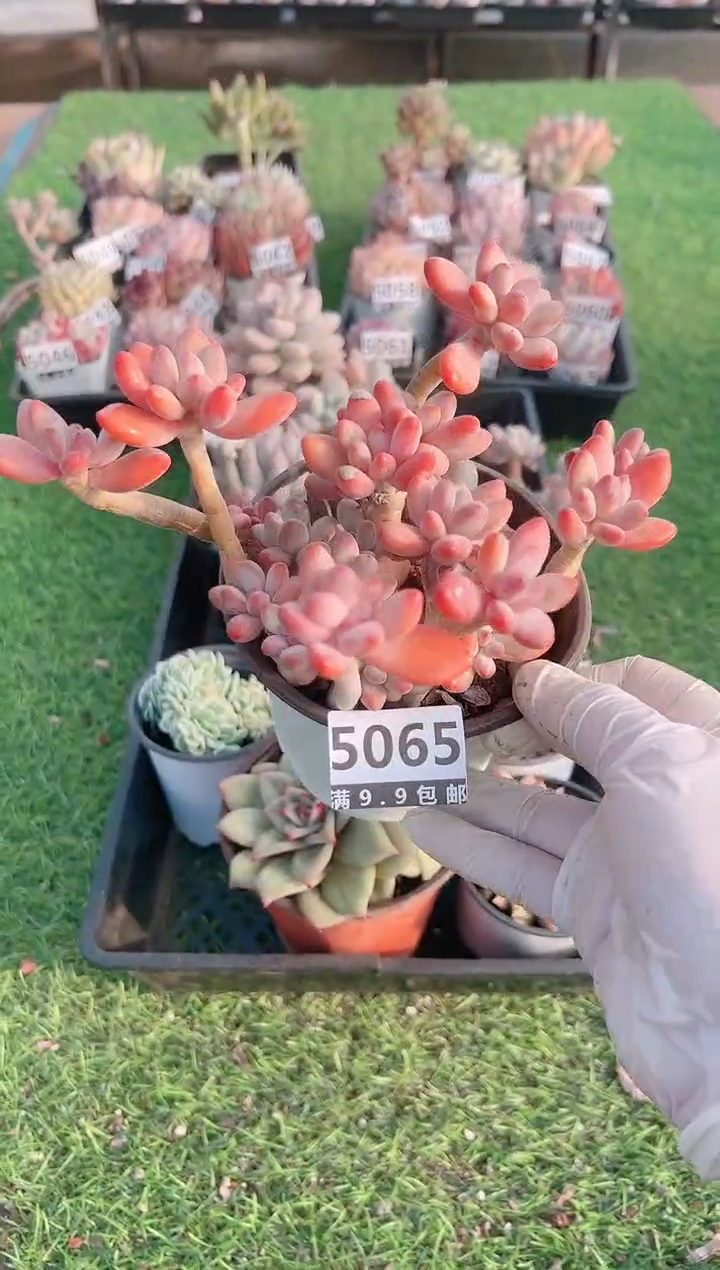 【闪购商品】信福多肉一物一拍