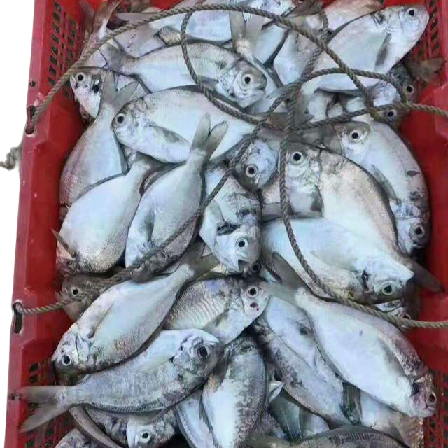 南鲳鱼（肉鲳鱼）汕尾港码头原产地直发冷链包邮包新鲜配送到家