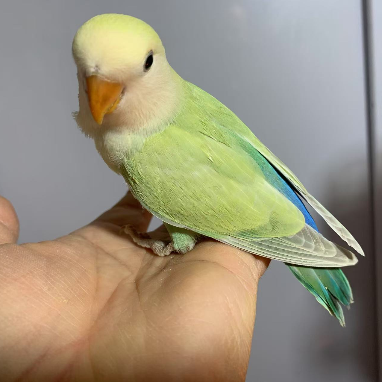 牡丹鹦鹉金顶白面苹果绿澳桂（不接受仅退款。能否发货，请询商家））