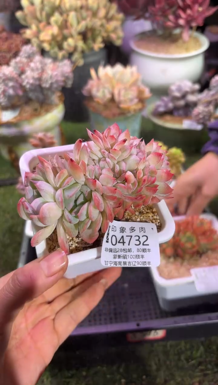 【闪购商品】04732