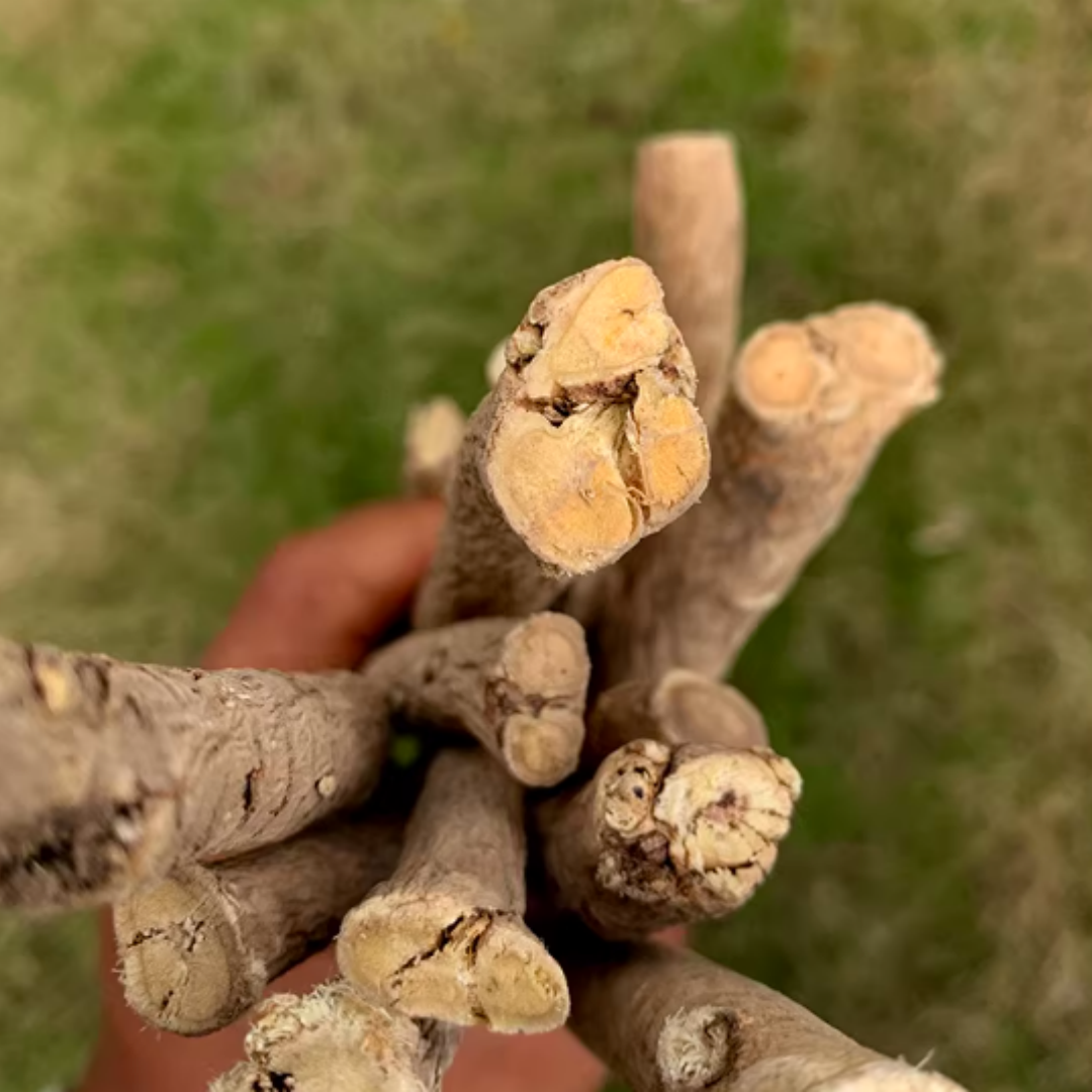 藏地高原黄芪根晒干