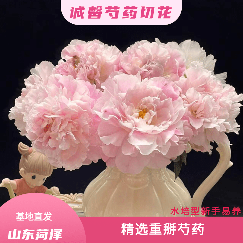 【 餐  盘 - 种 苗】 山东菏泽诚馨种苗基地  保对版对色  源头直发