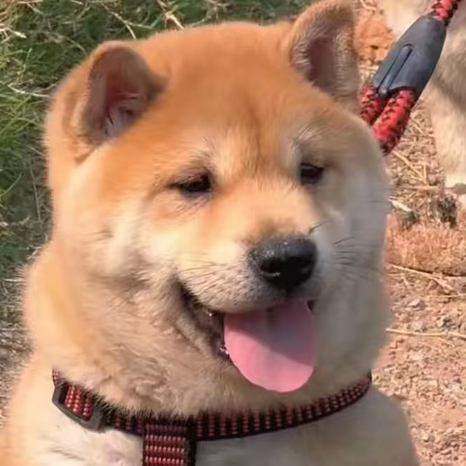 [广西旺财土猎]T狗狗活体