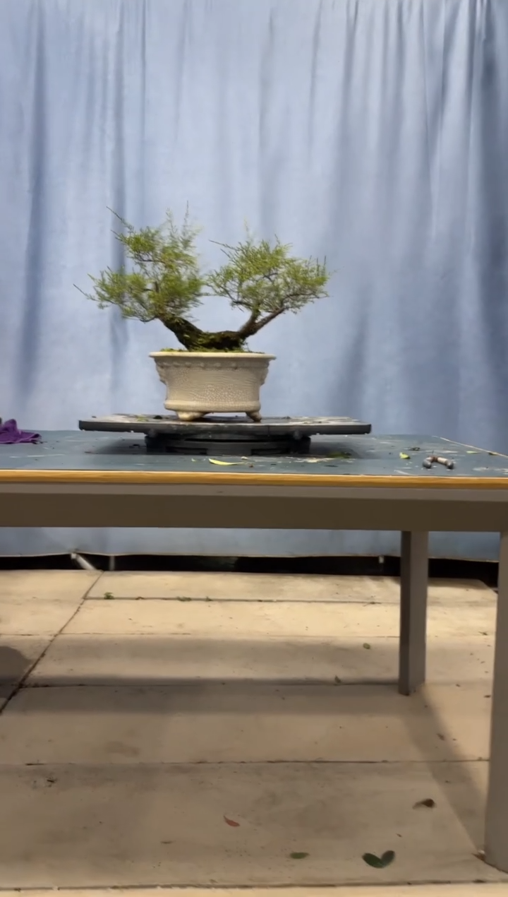 【闪购商品】盆景岗松