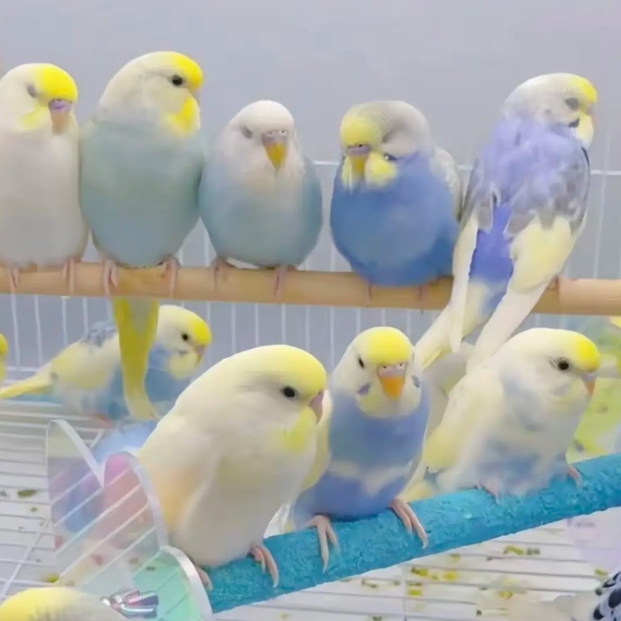 大头虎皮鹦鹉活体手养宠物鸟适合家养可繁殖亲人可爱